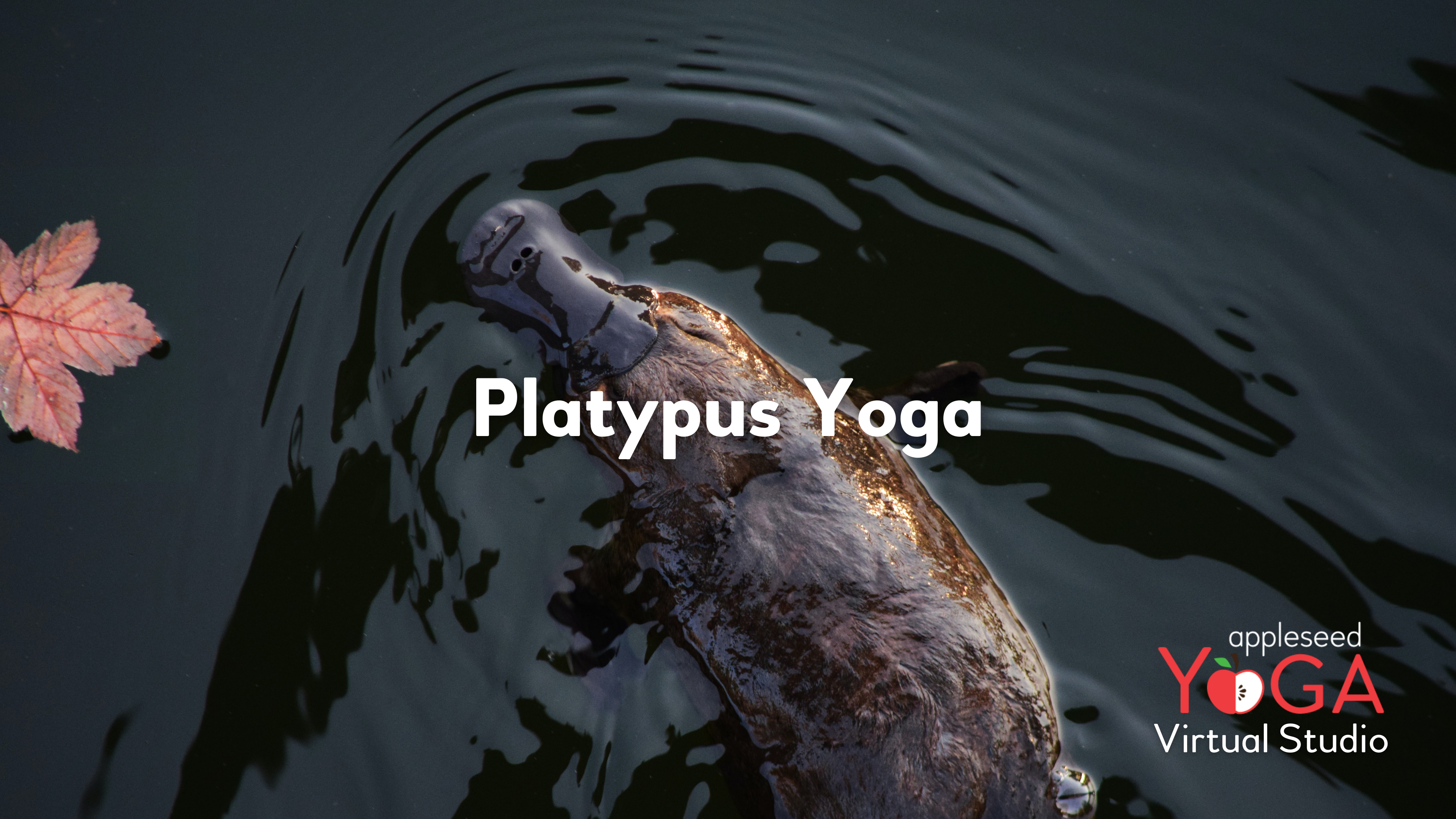 Platypus Yoga