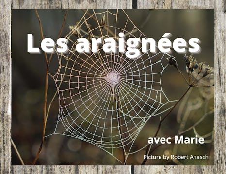 FRENCH - Les araignées (Spider Yoga)