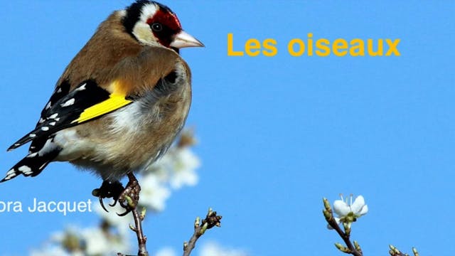 FRENCH - Les oiseaux (Birds)