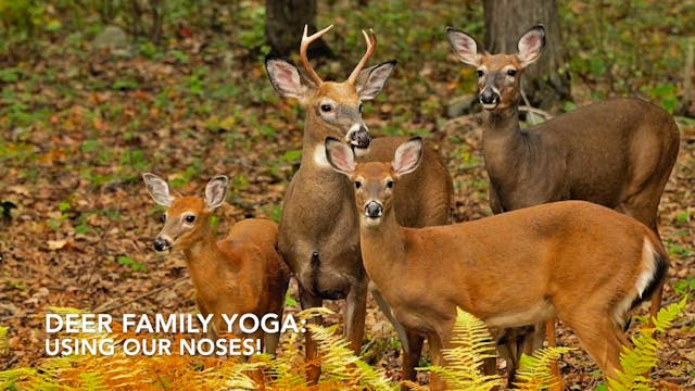 FAMILY - Deer Yoga (Using our Noses)