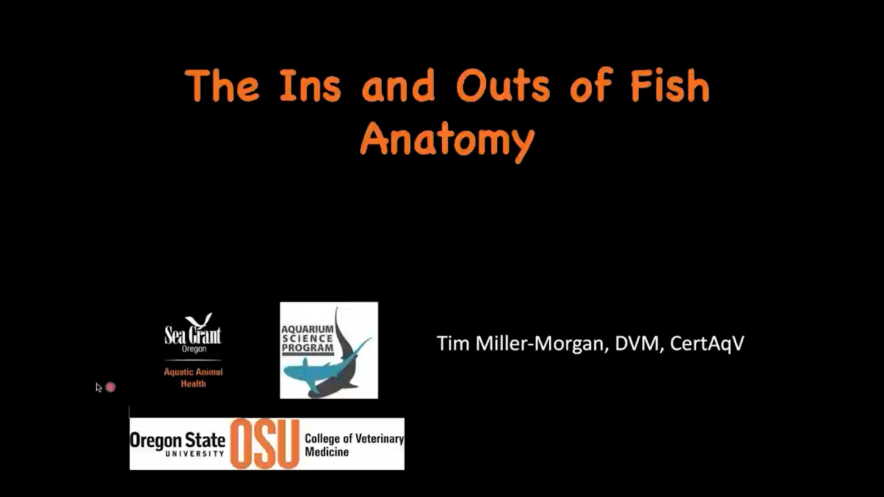The Ins and Outs of Fish Anatomy (E-Aquarium Conference 2020)
