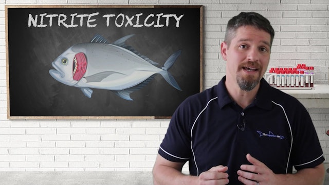 Aquarium School Nitrite Toxicity Lesson