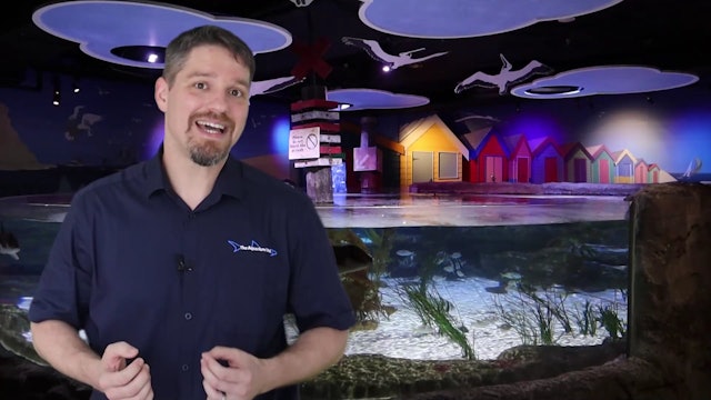 Aquarium School Ammonia Lesson