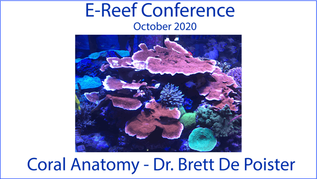 Coral Anatomy (E-Reef Conference 2020)