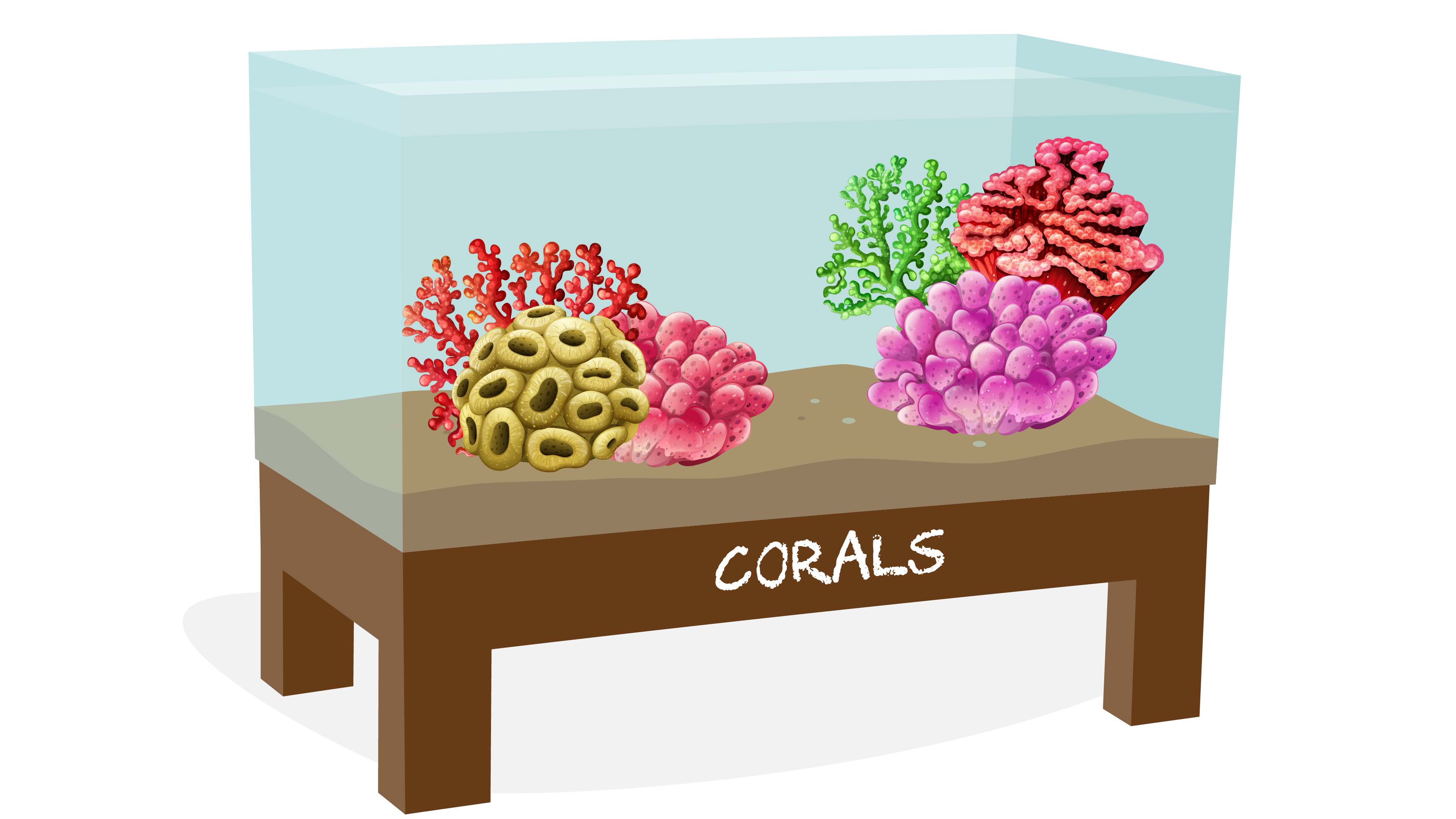 Corals