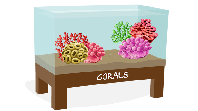 Corals