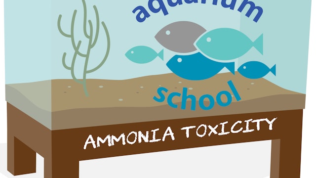 Aquarium School Ammonia Toxicity Lesson
