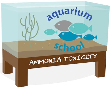 Aquarium School Ammonia Toxicity Lesson