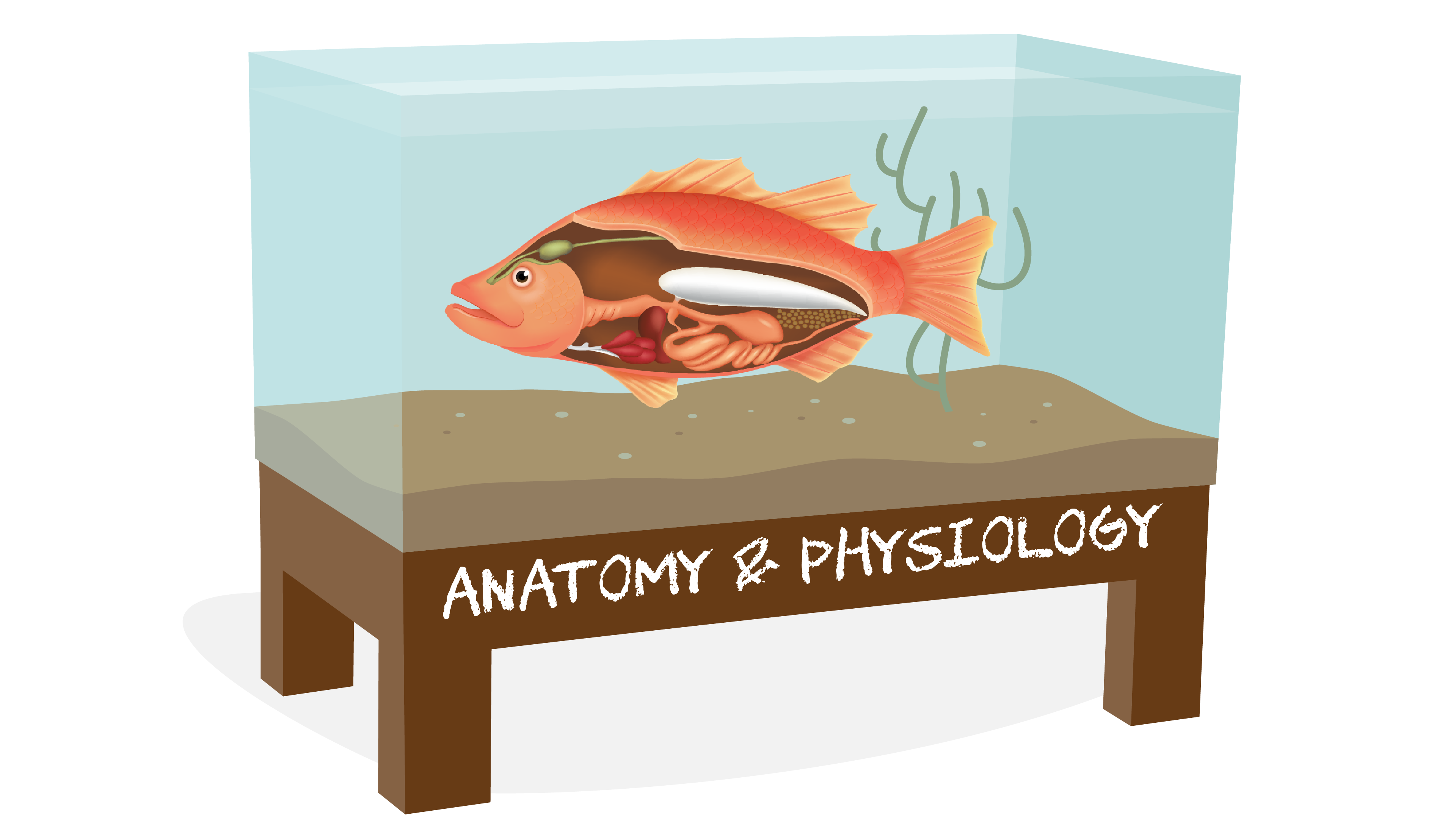 Anatomy and Physiology
