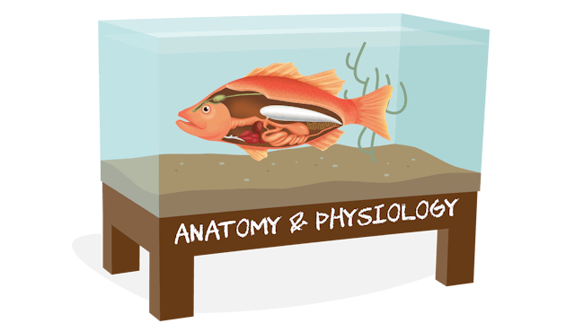 Anatomy and Physiology