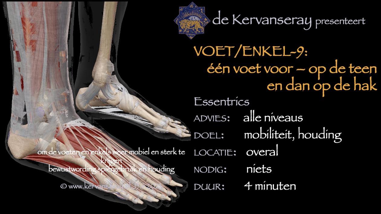 oefening reset losmaken voet & enkel: 9 één voet voor en op de teen en op de hak