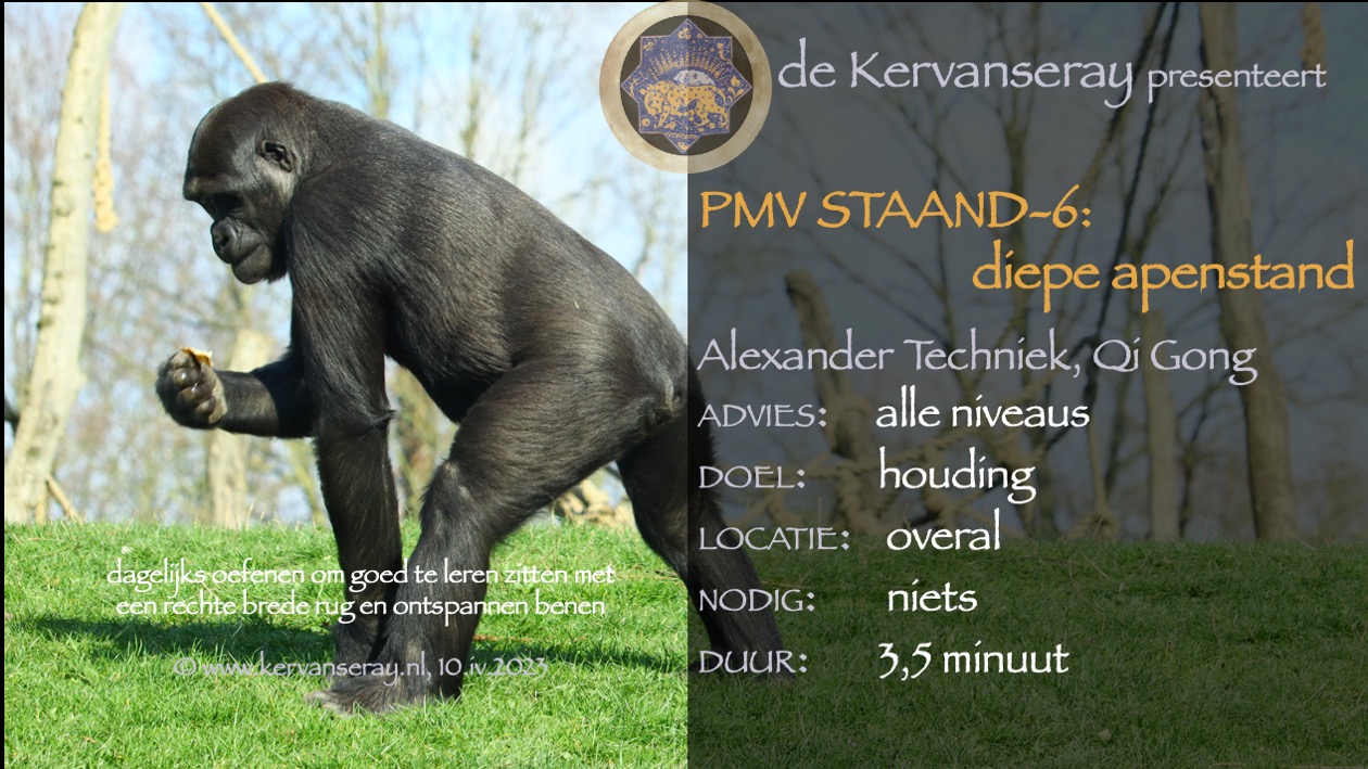 oefening reset PMV staand: week 6 diepe apenstand 