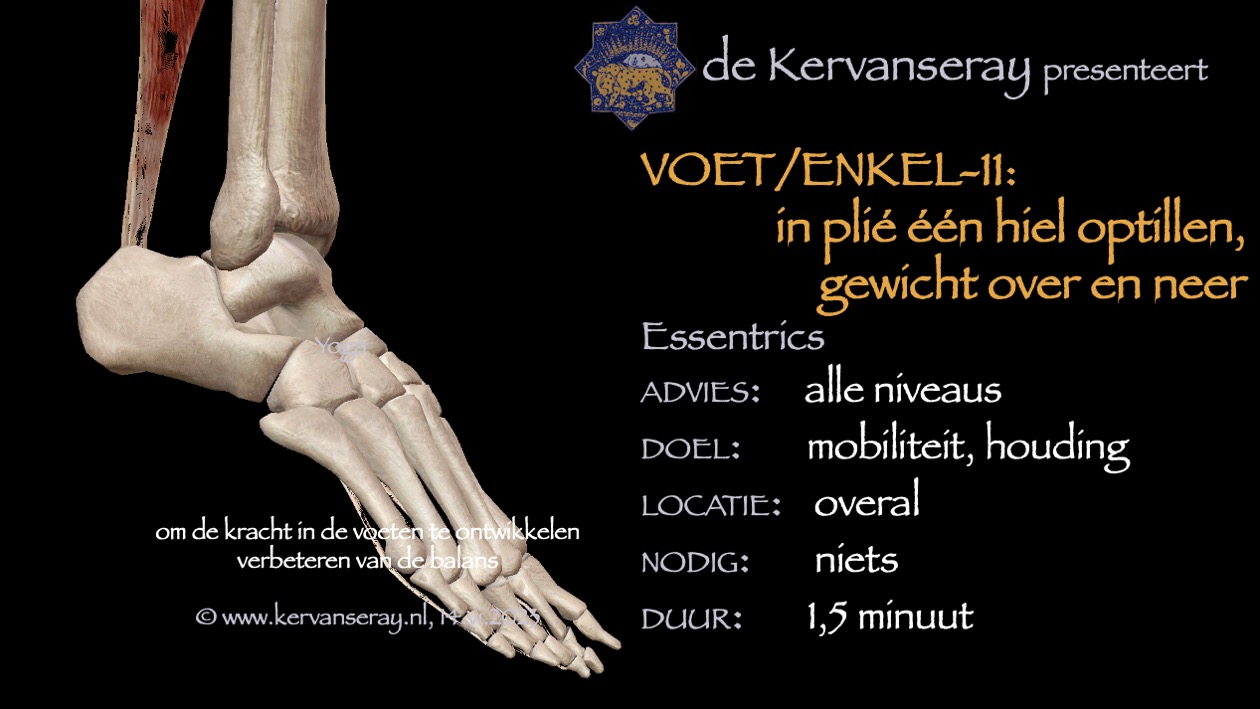 oefening reset losmaken voet & enkel: 11 in plié één hiel optillen, gewicht over