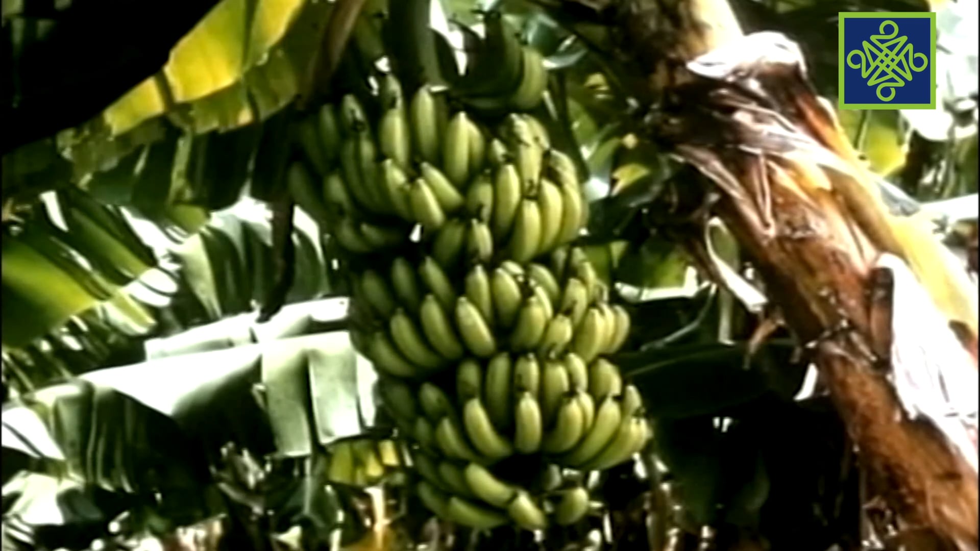 Dandalin Sesame | Zango Na 4 | Kashi Na 2