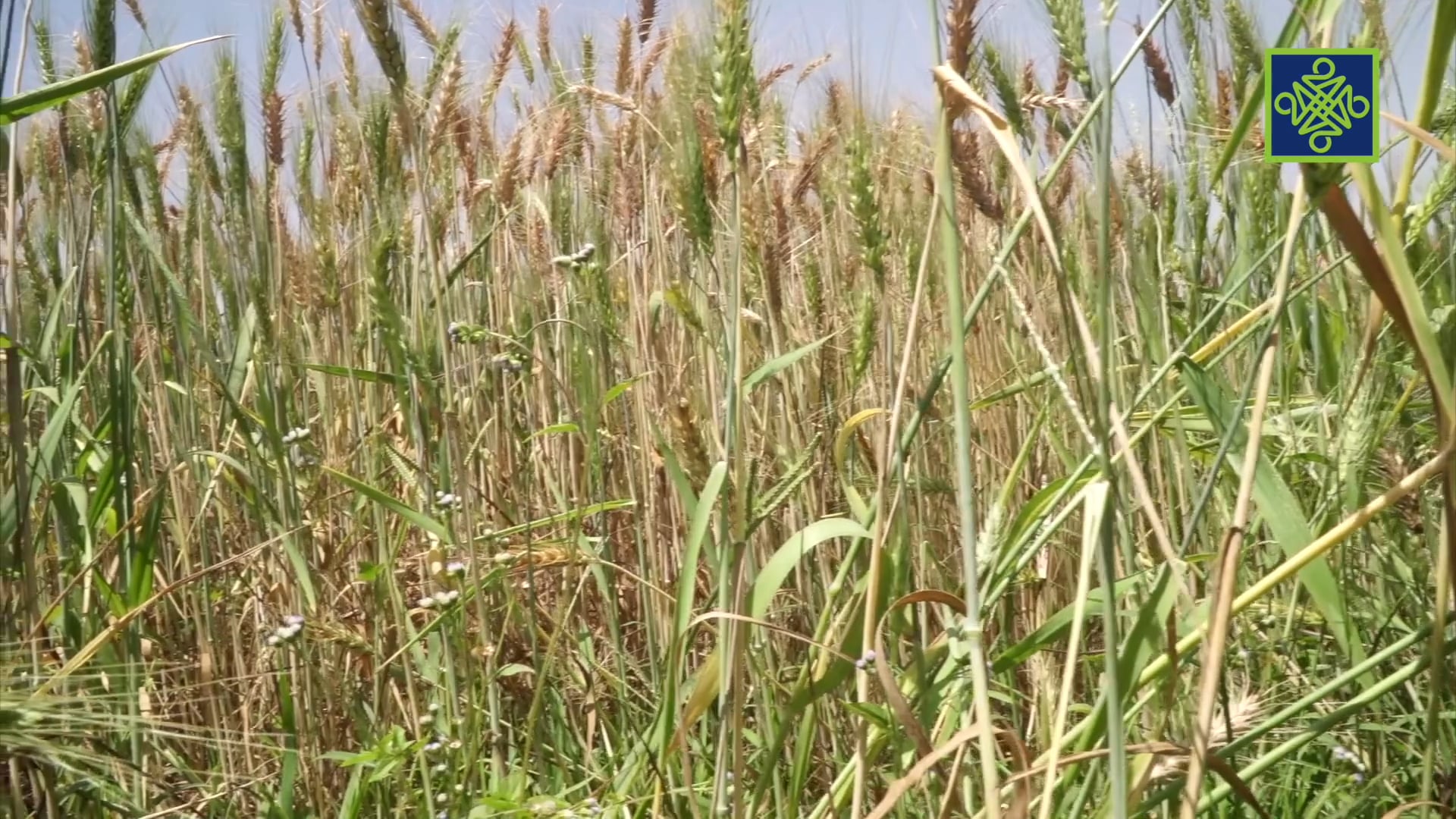 Gari Ya Waye Episode 51