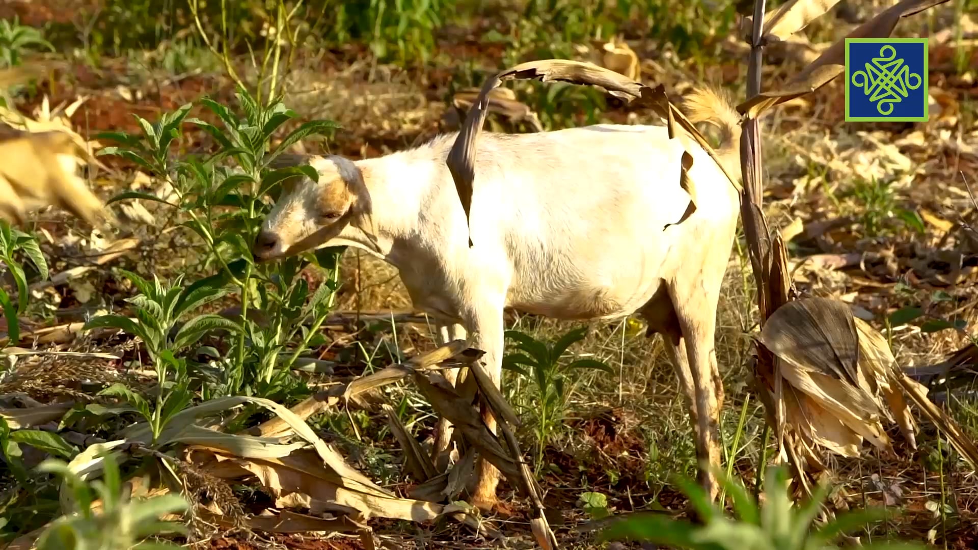 My Better World | Zango Na 1 | Kashi Na 14