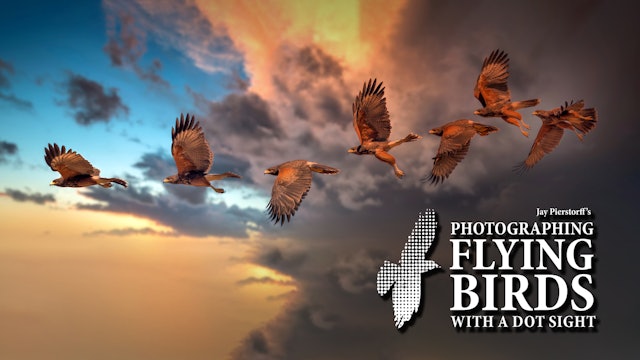 Photographing Flying Birds with a Dot Sight with Jay Pierstorff