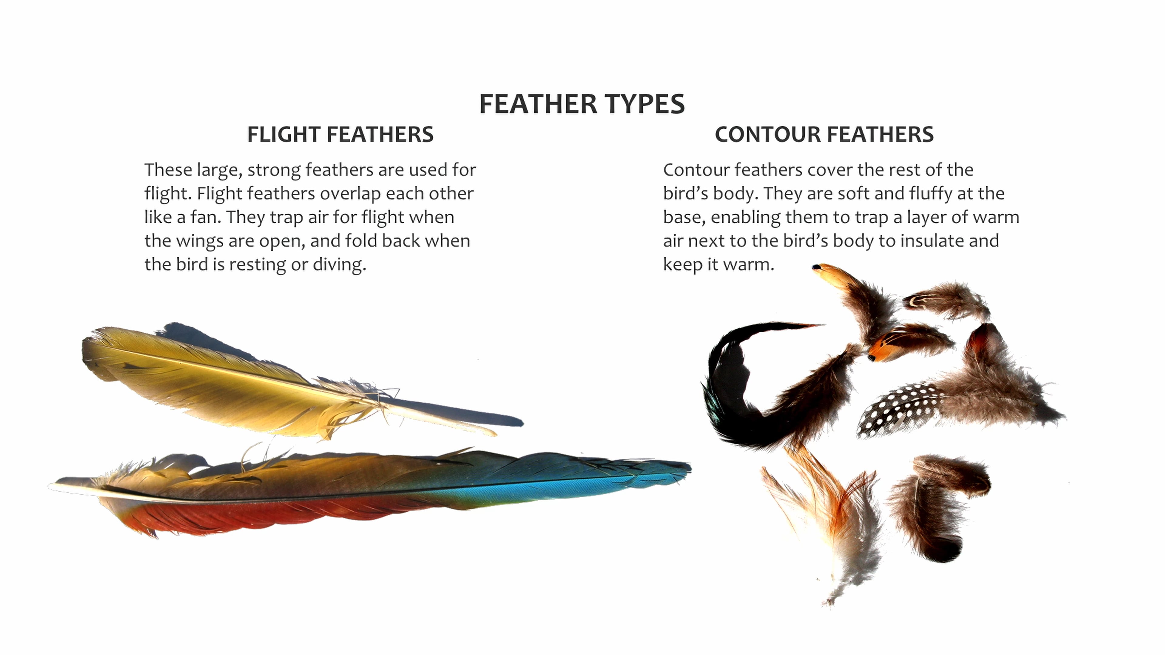 JG Fur and Feathers Part 5