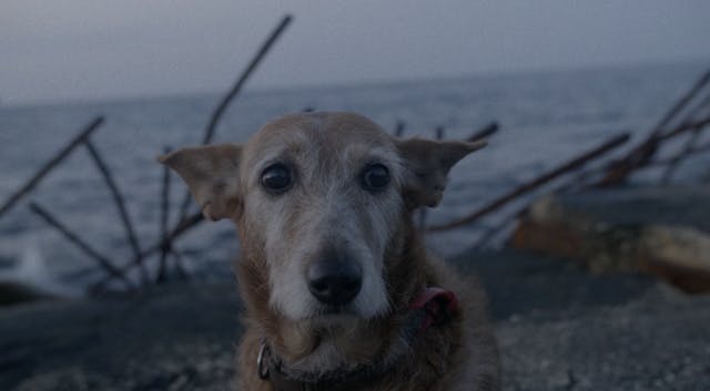 Three Men and a Dog