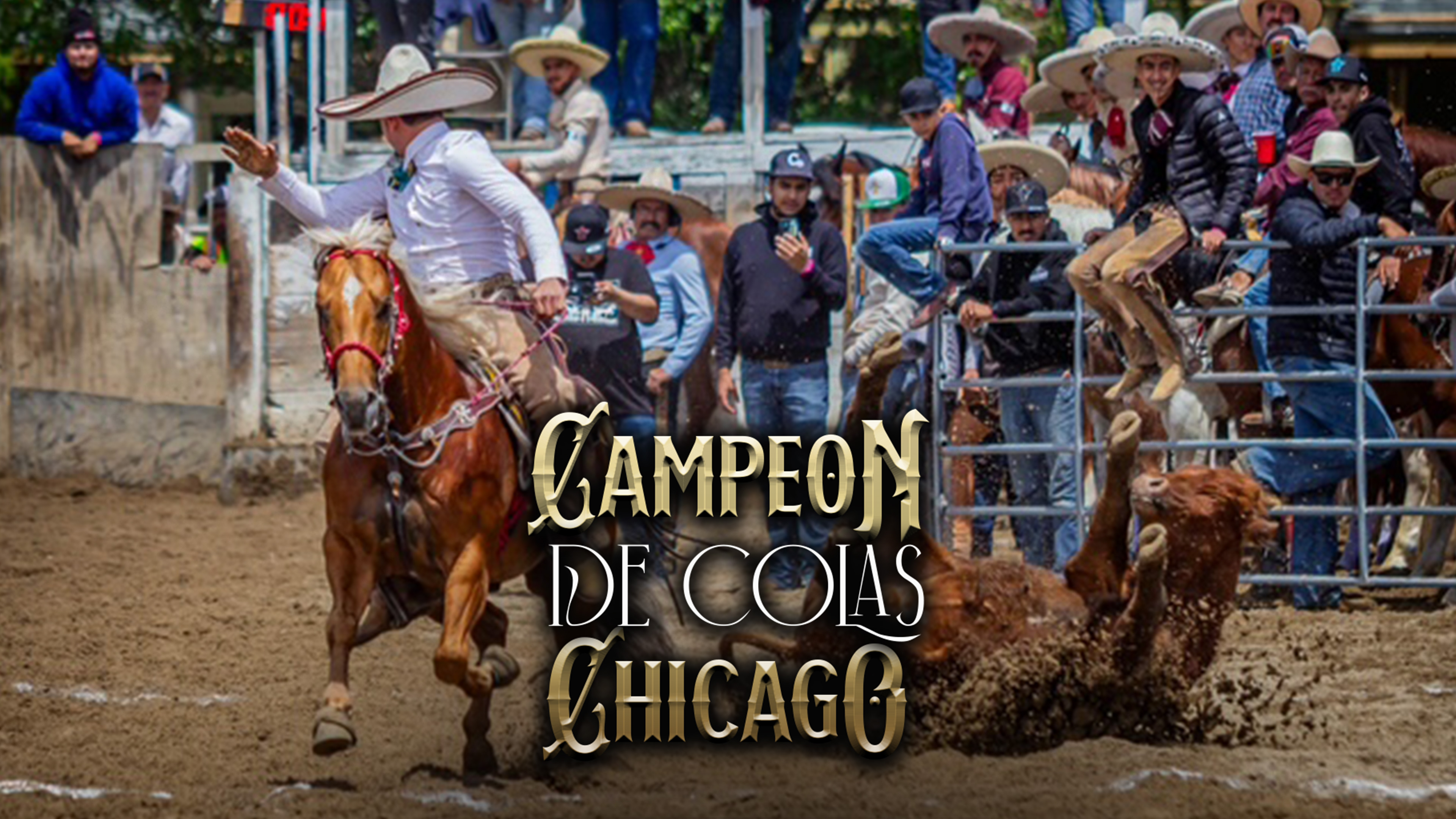 Campeon de Colas, Chicago