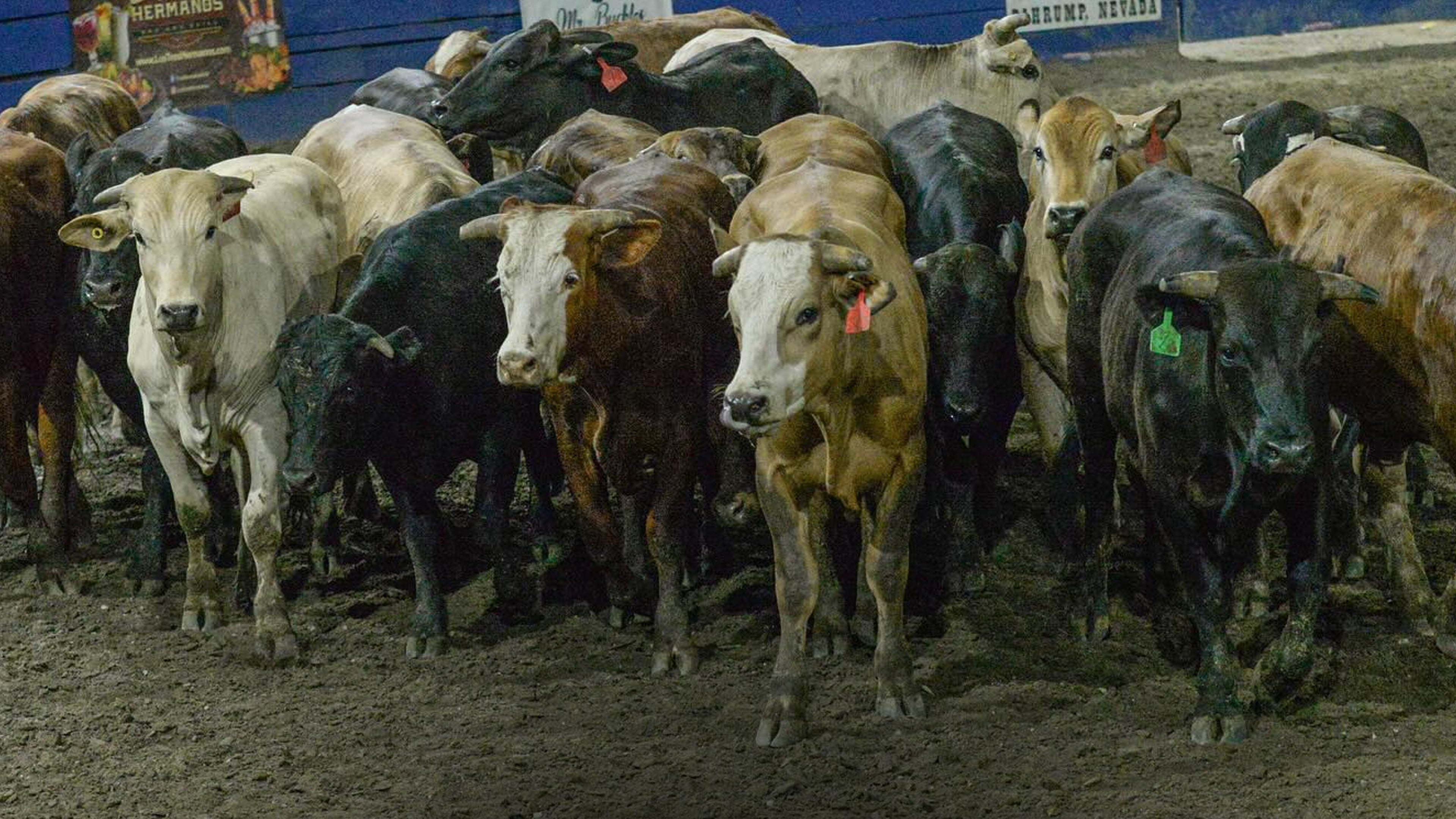 Coleadero de Premio AA