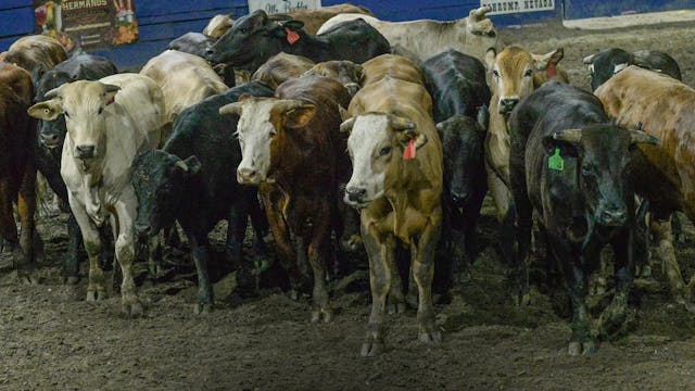 Coleadero de Premio AA