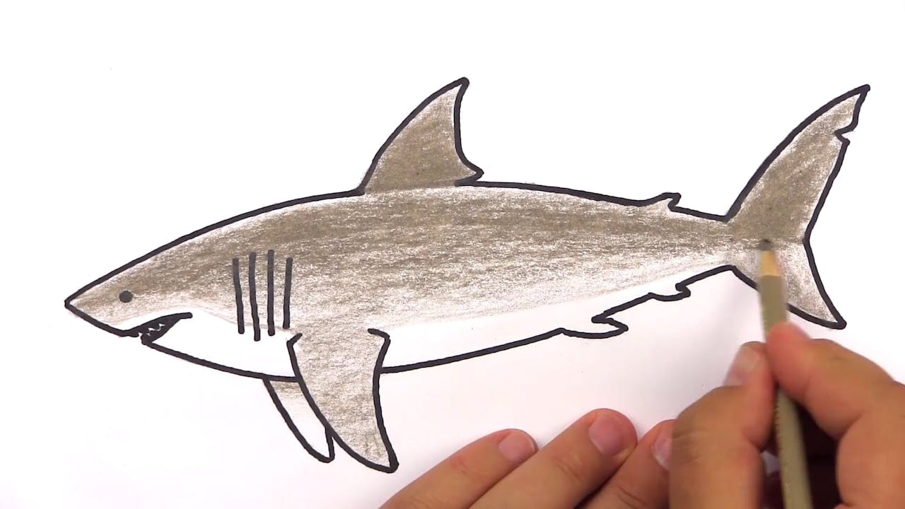 Member - How To Draw A Realistic Great White Shark - Art For Kids Hub