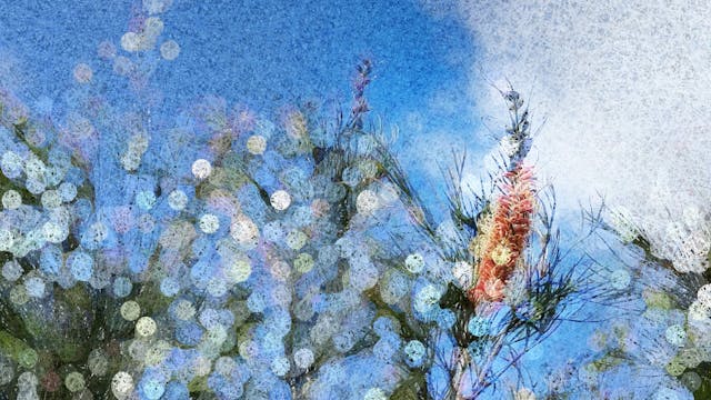 Grevillea III - Nature Pulse