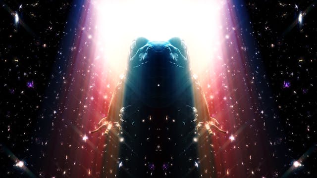 Bufo Alvarius - The Underground Secre...