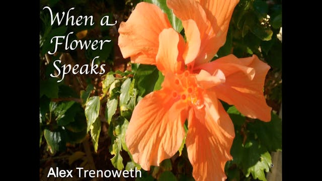 When a Flower Speaks, with Alex Treno...