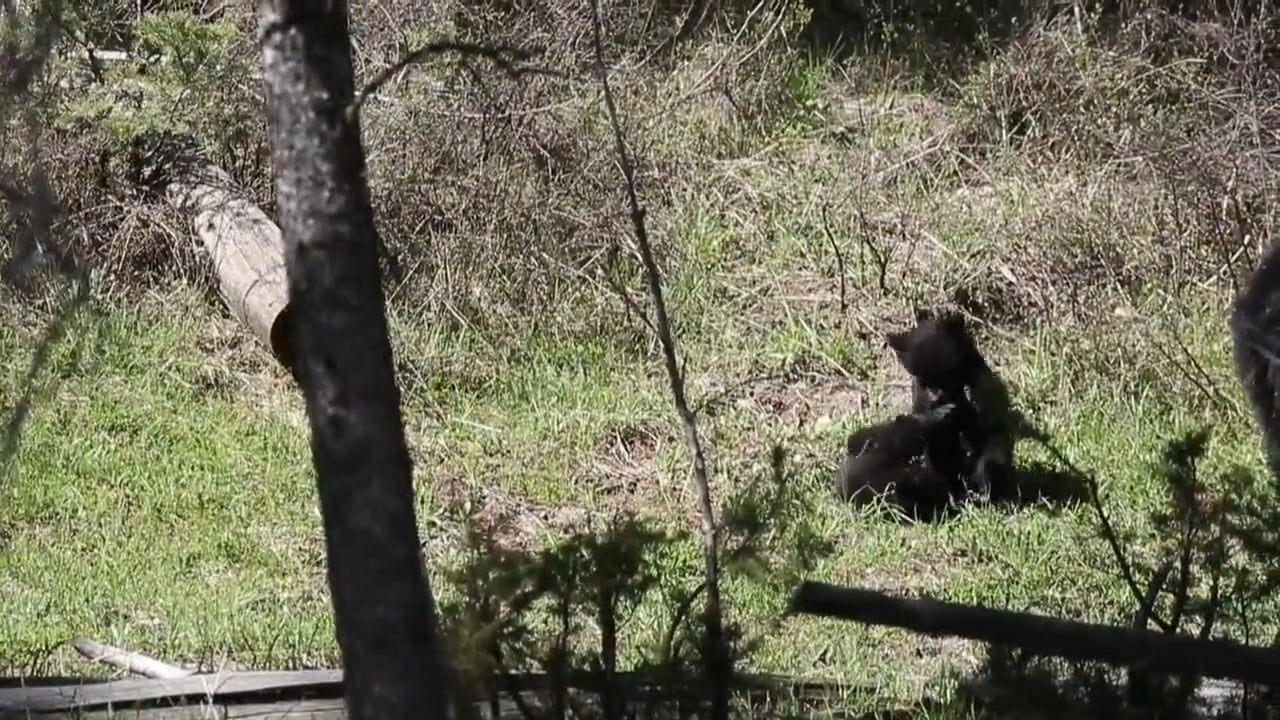 A Yellowstone Minute