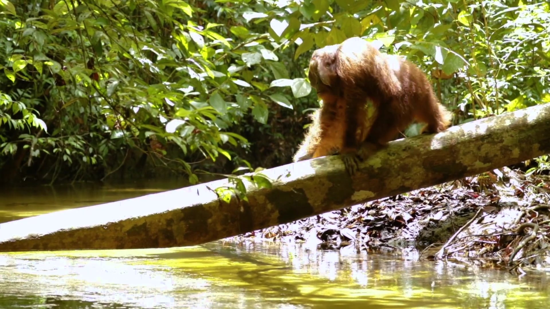 Person of the Forest