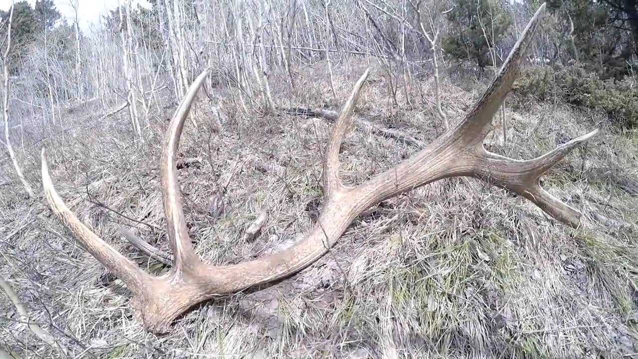 Antler Hunting Montana