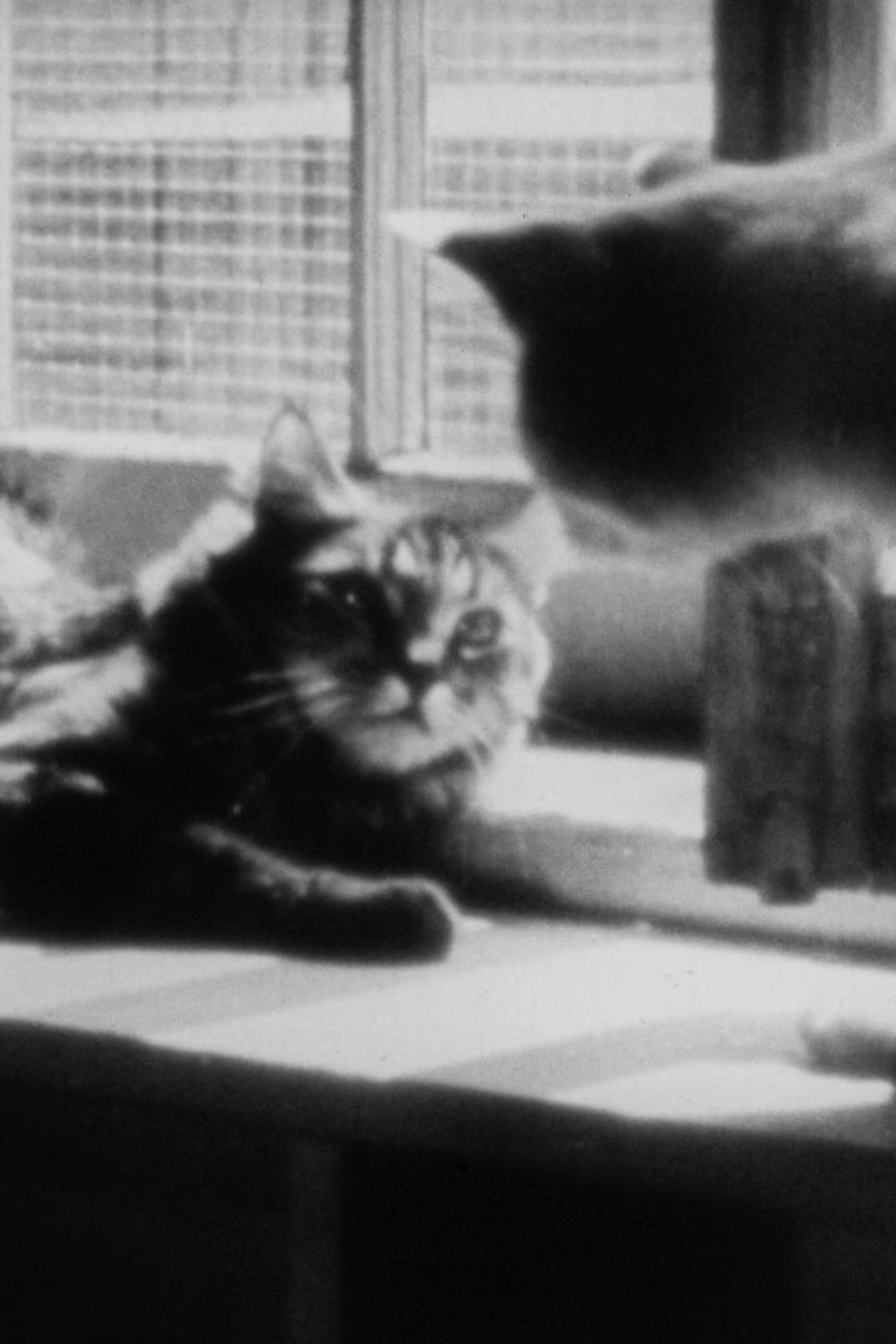 Private Life of a Cat (1947)