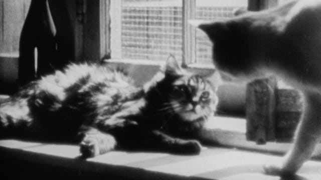 Private Life of a Cat (1947)