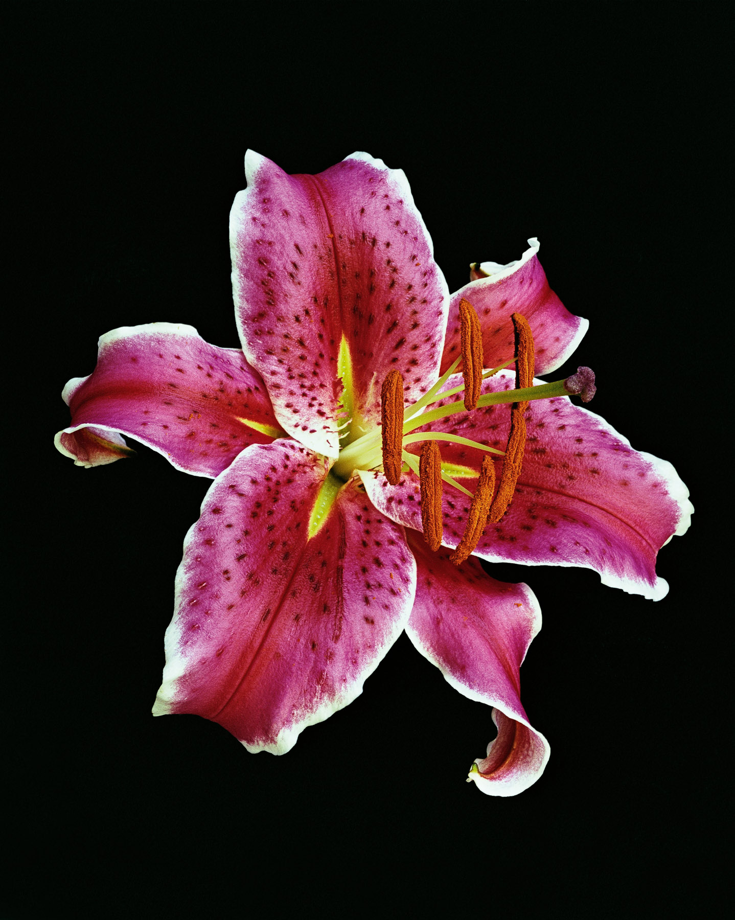 Art Photography-Still life