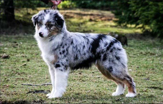 Tri Color Coat Australian Shepherds 101 Aussie