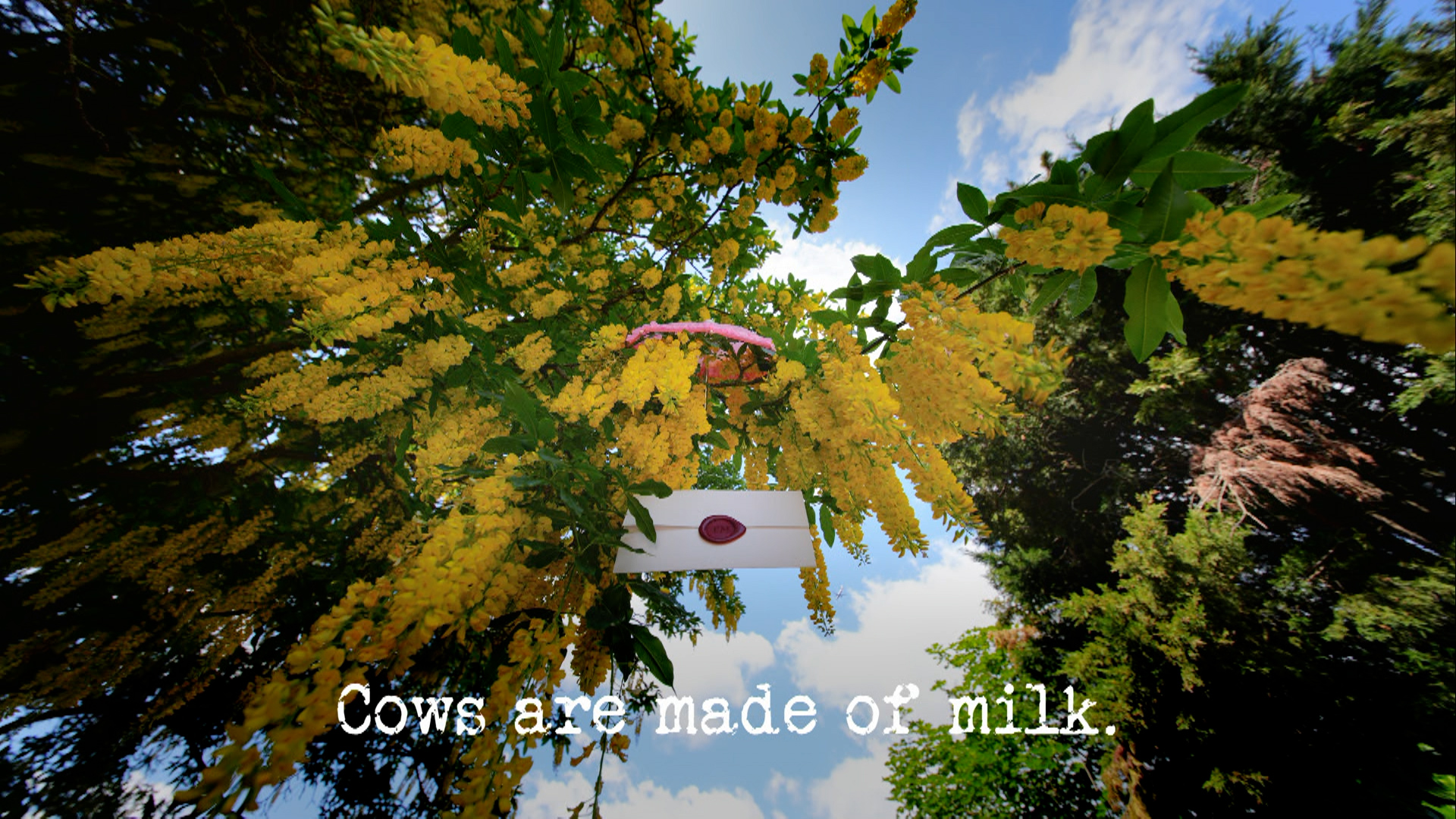 Season 20, Ep 2 - 'Cows are made of milk.'