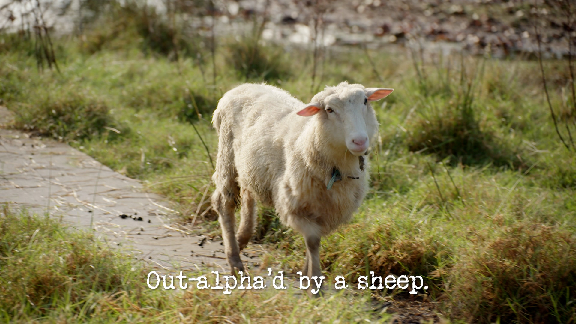 Season 3, Ep 6 - 'Out-alpha'd by a sheep.'