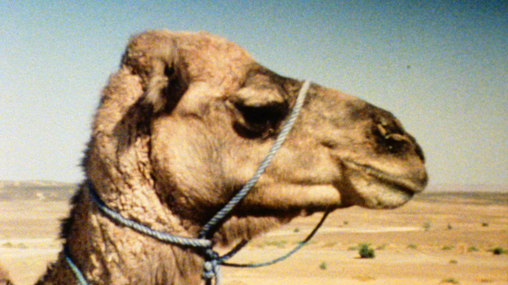 Letter from a Filmmaker to His Daughter