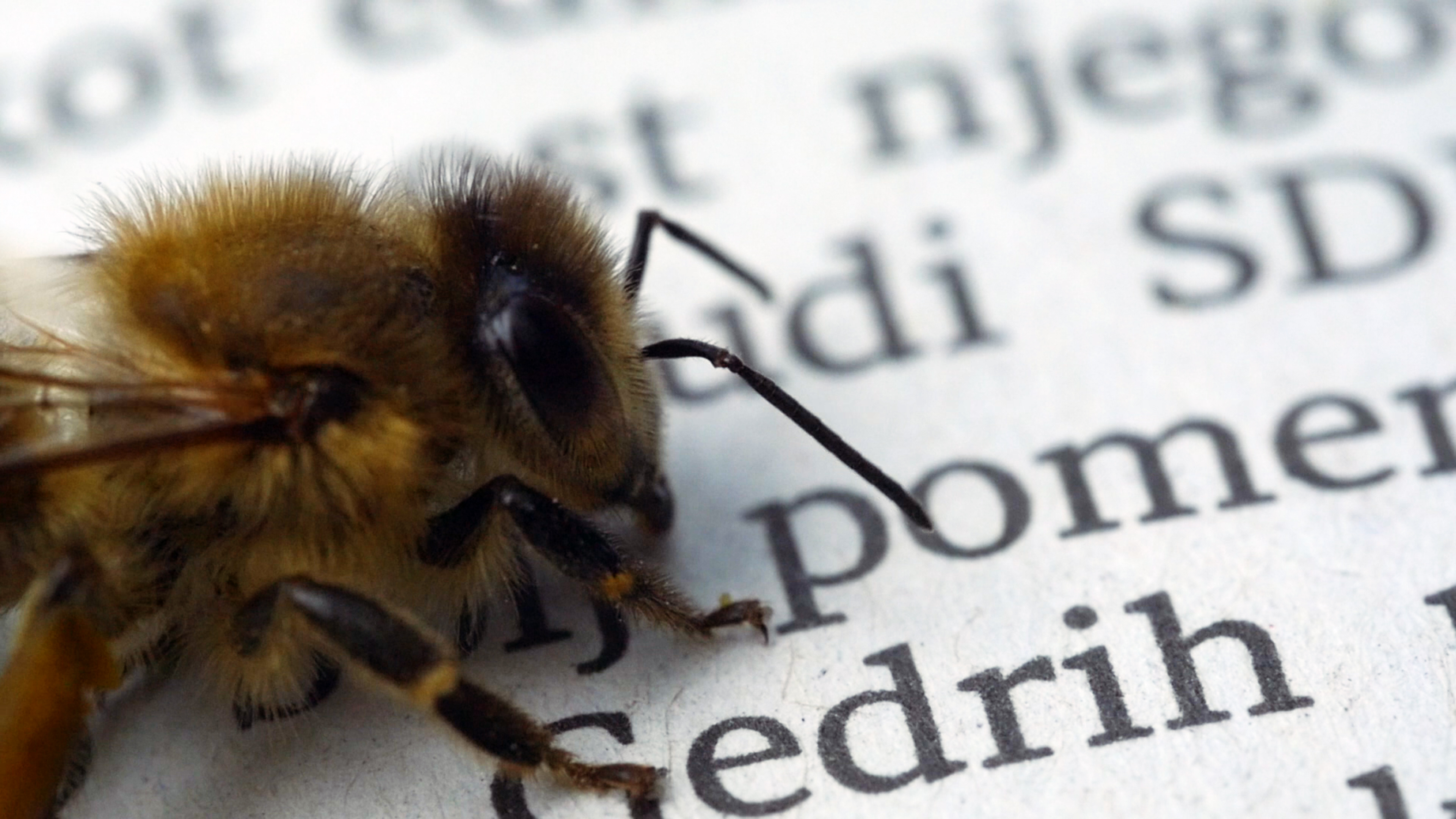 Globes (Nina de Vroome, 2021)