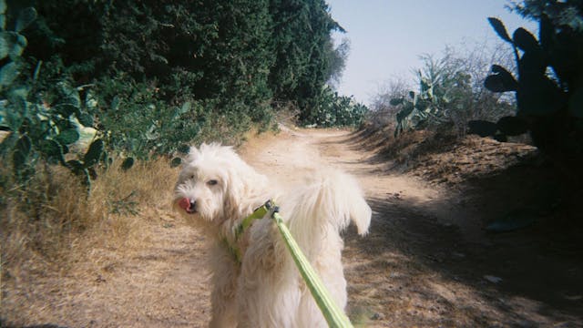 Bamssi (Mourad Ben Amor, 2024)