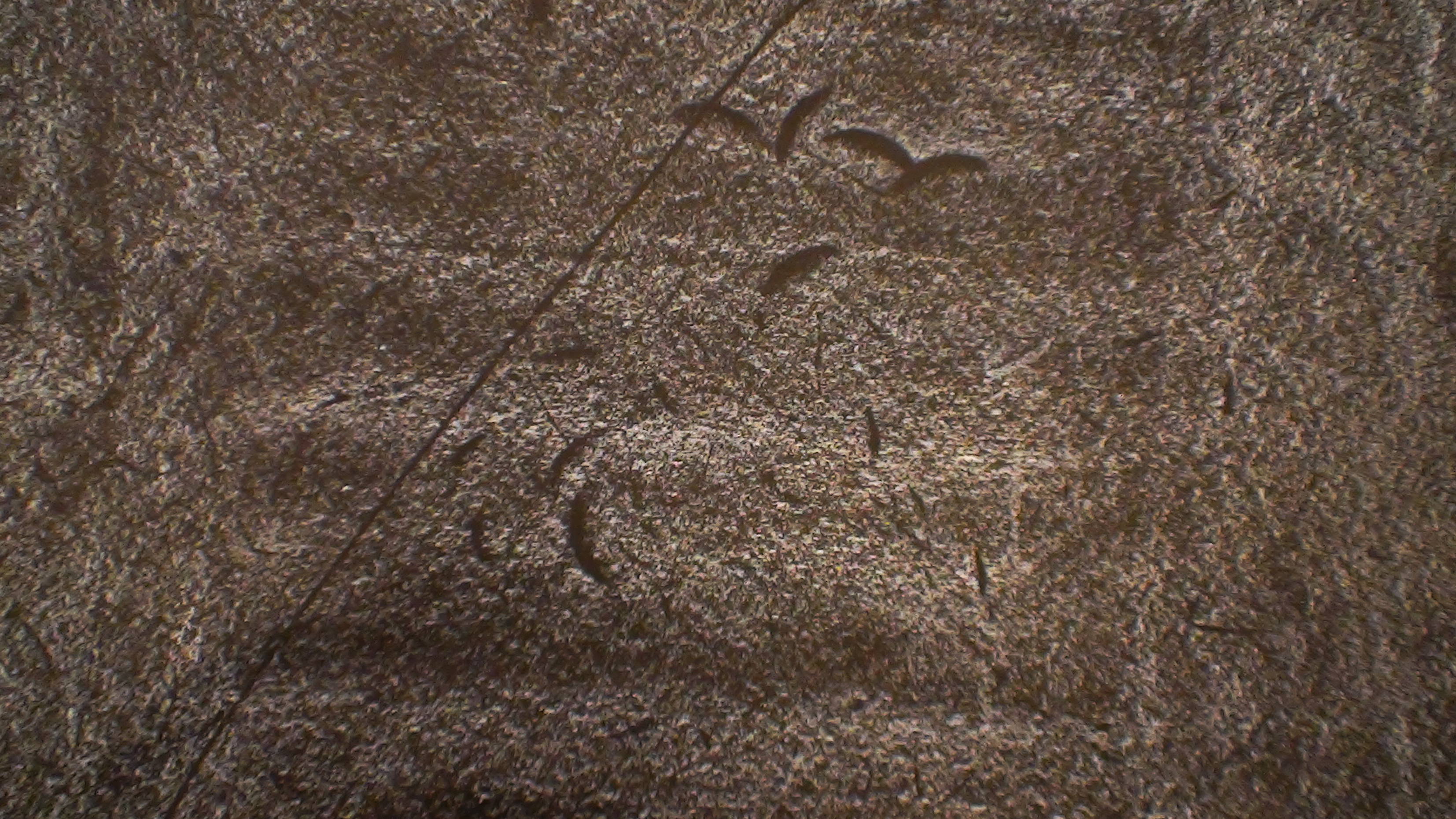 Dust Breeding (Sarah Vanagt, 2013)