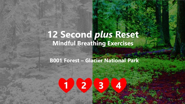 S1 E1 001 Forest, Glacier National Park