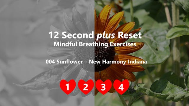 Sunflower, New Harmony IN - Mindful Breathing