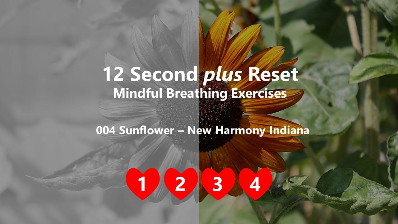 Sunflower, New Harmony IN - Mindful Breathing