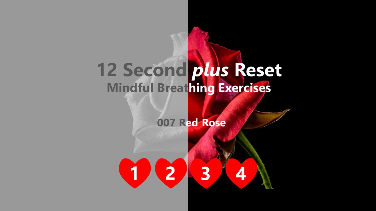 12 Second plus Reset - Red Rose