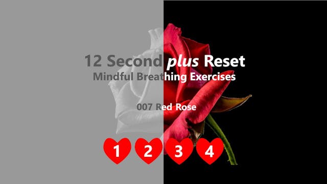 Red Rose - Mindful Breathing