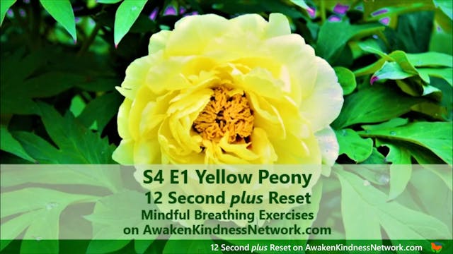 S4 E1 Yellow Peony 12 Second plus Reset – Mindful Breathing Exercise Video