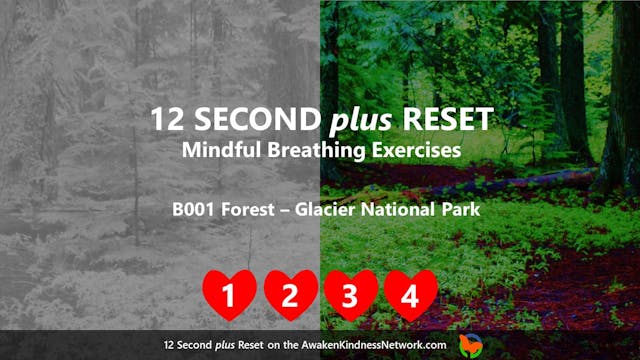 Forest Glacier National Park Mindful Breathing